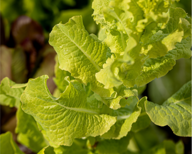 Gourmet Looseleaf Blend Lettuce Seeds